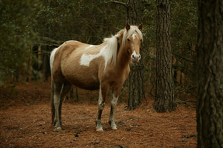 brown horse under tree thumbnail