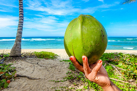 person holding coconut fruit in front of beach thumbnail