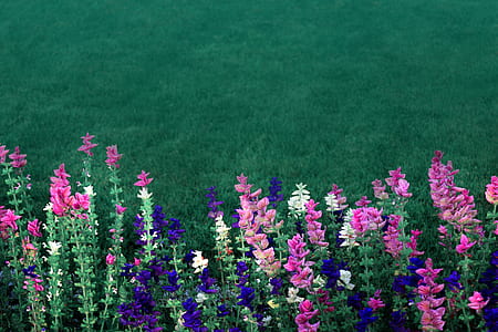 pink, white, and blue petaled flowers thumbnail