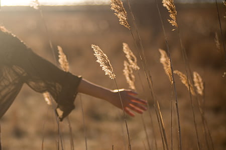 person touching white pampas grasses thumbnail
