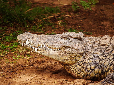 crocodile on brown soil thumbnail