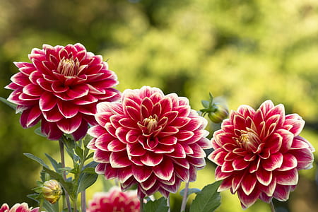 red-and-white dahlias in bloom at daytime thumbnail