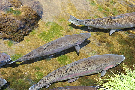 brown and gray fish schooling during daytime thumbnail