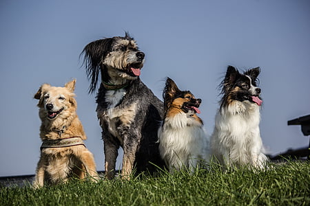 four medium dogs sitting on grass field thumbnail