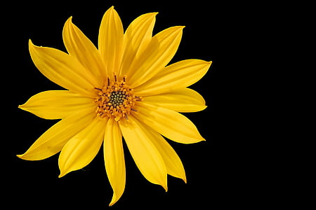 yellow daisy thumbnail
