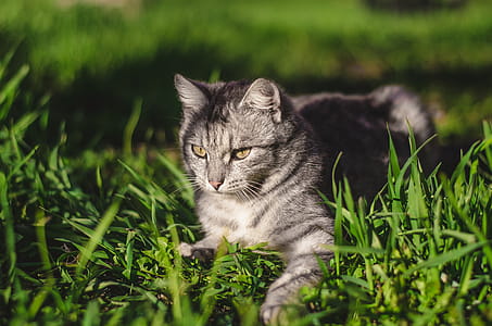 Focal Focus Photography of Silver Tabby Cat Lying on Green Grass Field thumbnail
