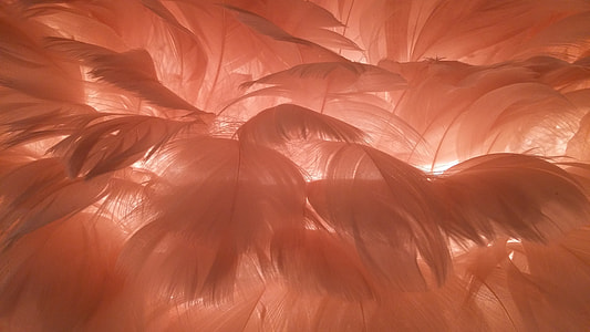 orange feathers thumbnail