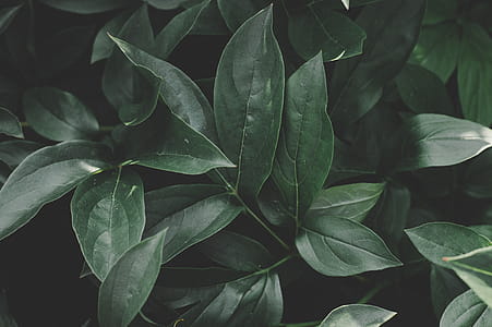 Green Leafed Plant thumbnail