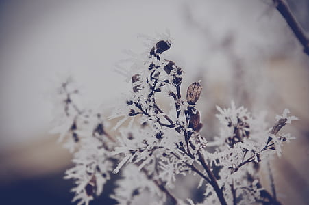 close-up photography of white leaf plants thumbnail