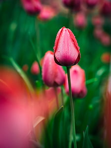 pink tulips during daytime thumbnail
