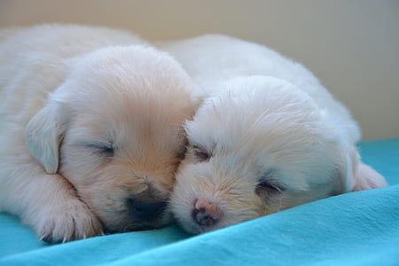 two cream Labrador retriever puppies lying on blue textile thumbnail