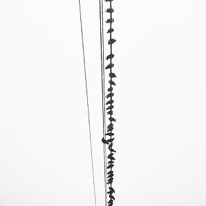 flock of black birds perching on black cable thumbnail