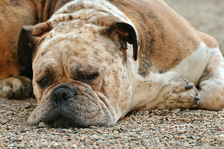 adult brindle and white American bulldog thumbnail