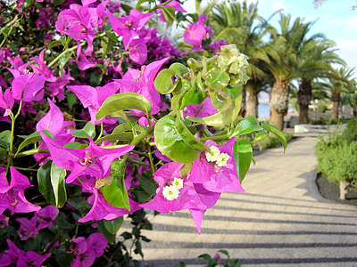 Bougainvillea, Flower Promenade thumbnail