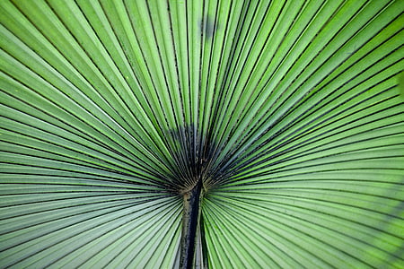 fan palm, green, leaf, pattern, plant thumbnail