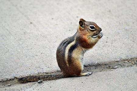 squirrel standing on grey surface thumbnail