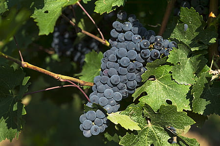 blackberries thumbnail