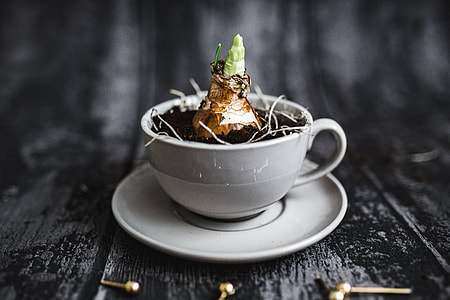 Little seedling in a cut with walnuts and golden pins thumbnail