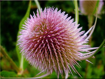 focus photo of pink flower thumbnail