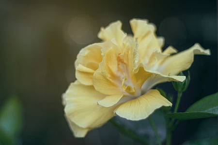selective focus photography of yellow hibiscus flower thumbnail