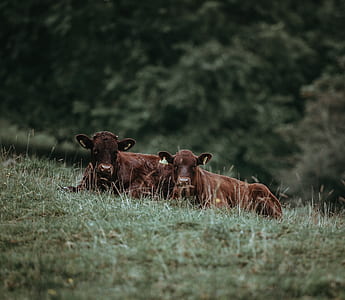 two cattle's on grass during daytime thumbnail