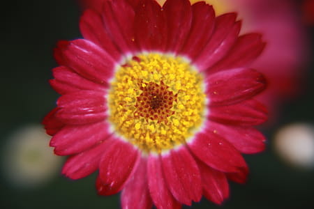 Shallow Focus Photography of Pink Flower thumbnail