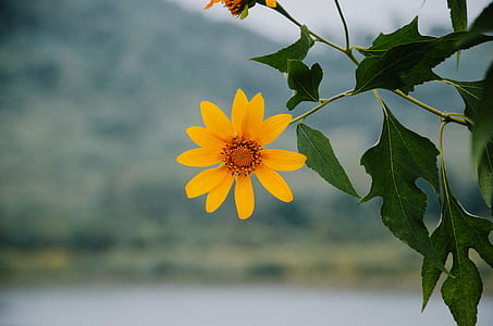 close up photography of yellow petaled flower at daytime thumbnail