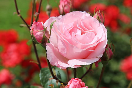 selective focus photo of pink petaled flower thumbnail