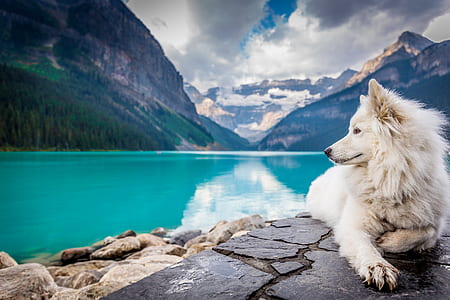long-coated white wolf beside body of water during daytime thumbnail