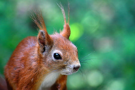 short-coated animal photography thumbnail