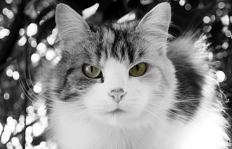 grayscale photo of white and gray cat thumbnail