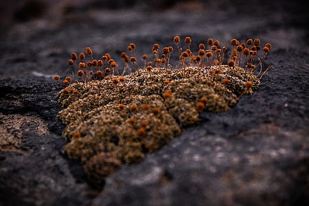 shallow focus photography of brown grass thumbnail
