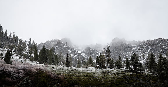 green pine trees covered with snow thumbnail