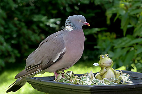 gray pigeon on bird bath thumbnail