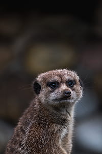 gray and brown meerkat selective focus photography thumbnail