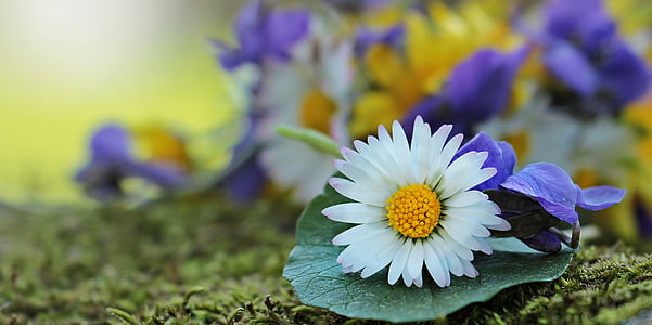 shallow focus photography of white flower thumbnail