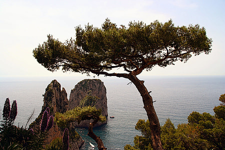 landscape photography of trees near body of water thumbnail