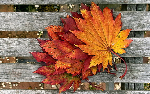orange leaves on gray wooden board thumbnail