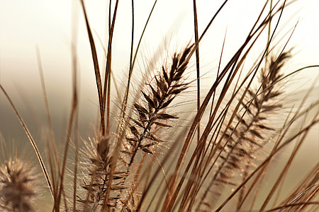 closeup photo of grain stalks thumbnail