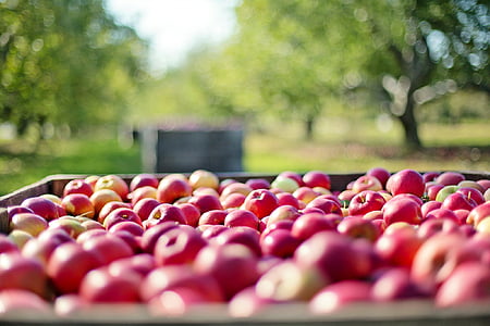 tilt lens photography of ripe apples thumbnail