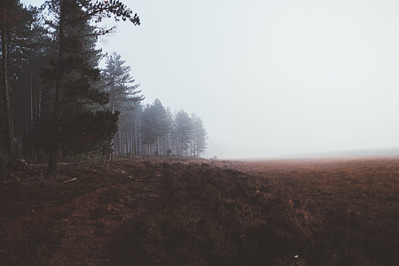 dirt field and trees at distant thumbnail