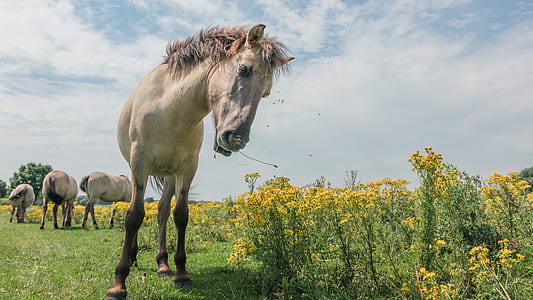 white horse standing near yellow petaled flowers on green grass at daytime thumbnail