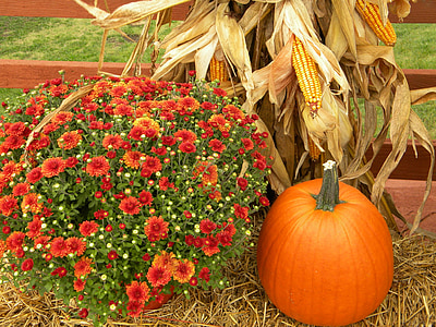 orange pumpkin and bush of flowers thumbnail
