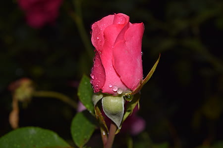 closeup photo of red rose thumbnail