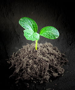 green leaf plant thumbnail