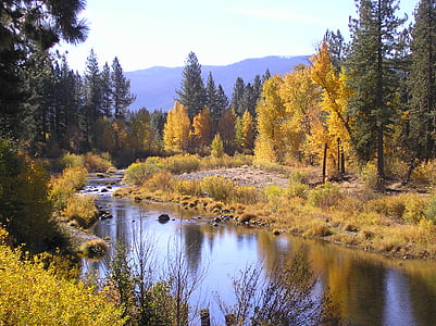 calm lake between forest thumbnail