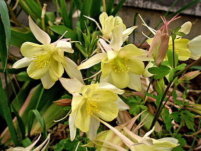 Yellow Columbine flower thumbnail