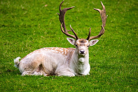 fawn buck laying on grass thumbnail