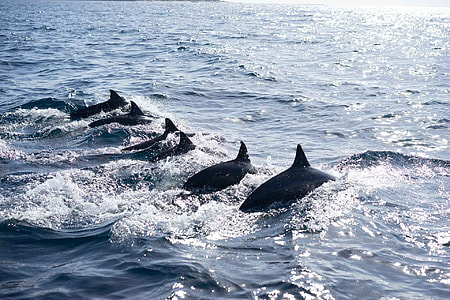 black dolphins on body of water thumbnail