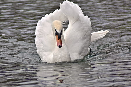 white swan floating on body of water during daytime thumbnail